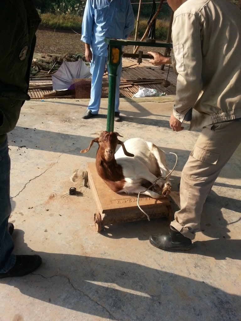 weighing a goat for a spit