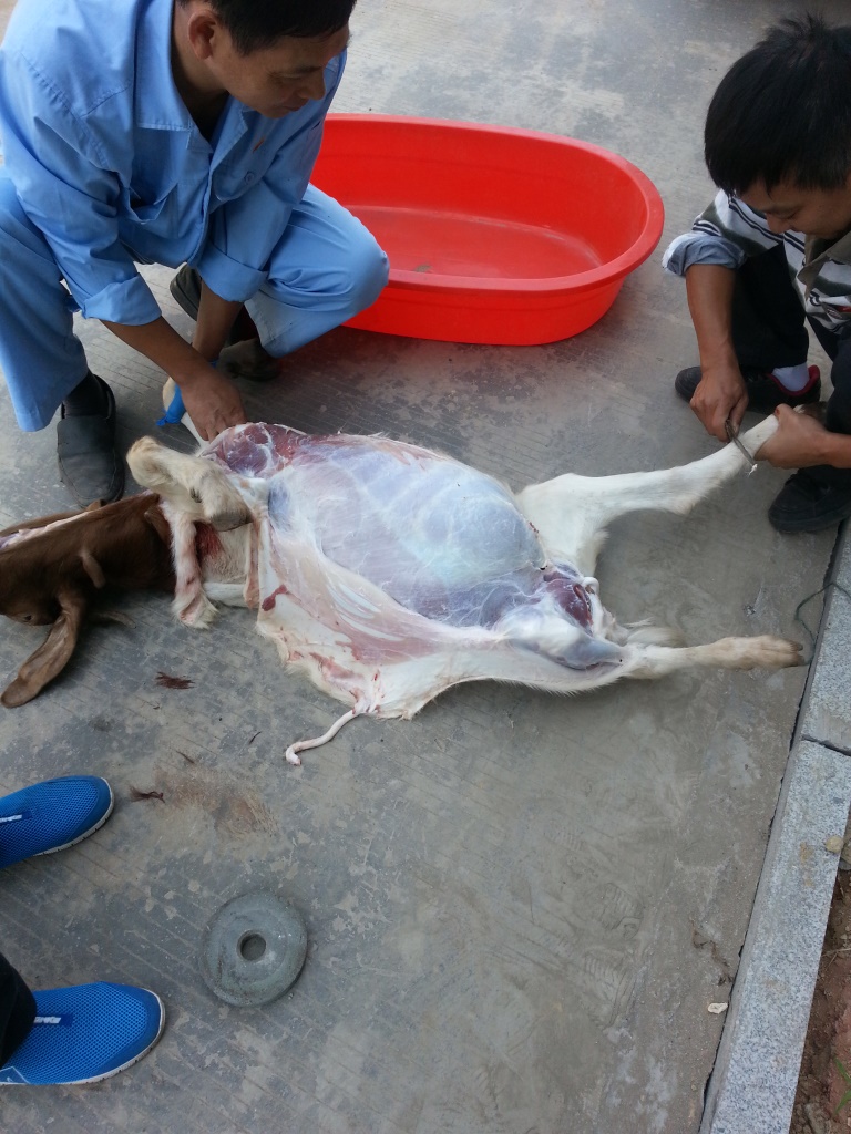 skinning a goat for a spit