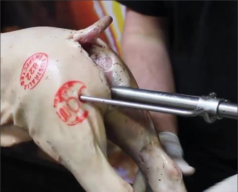 Inserting_prong_to_the_back_of_the_pig