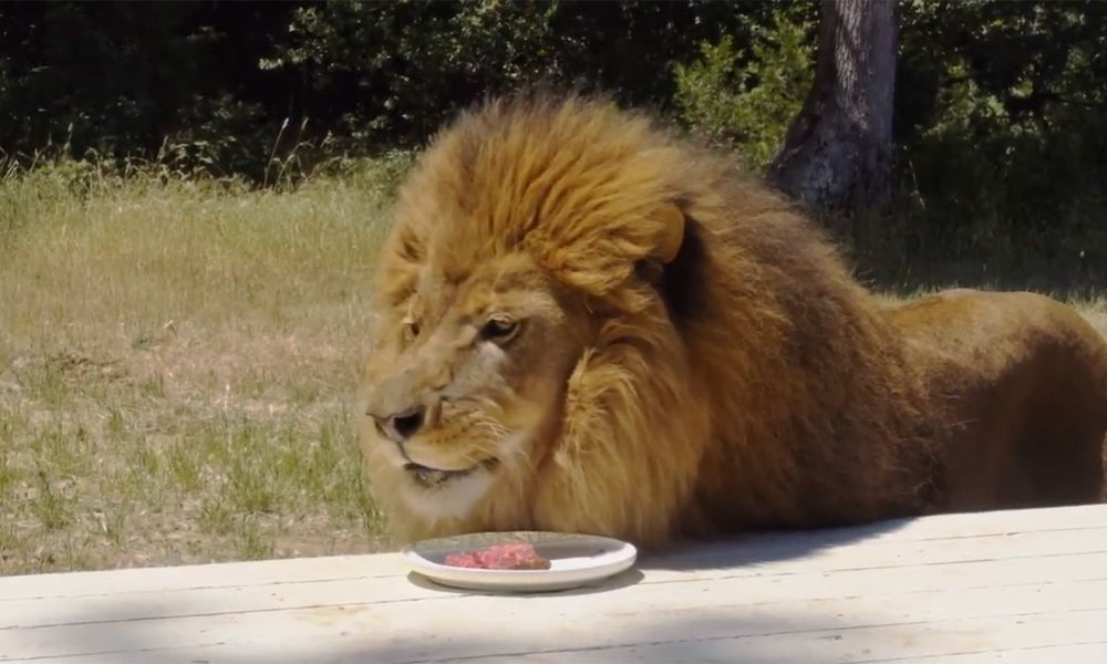 Lion and a plate with steak cooked on an SNS Master Kettle grill.