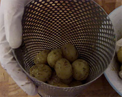 This photo shows some potatoes inside Spit mate Basket