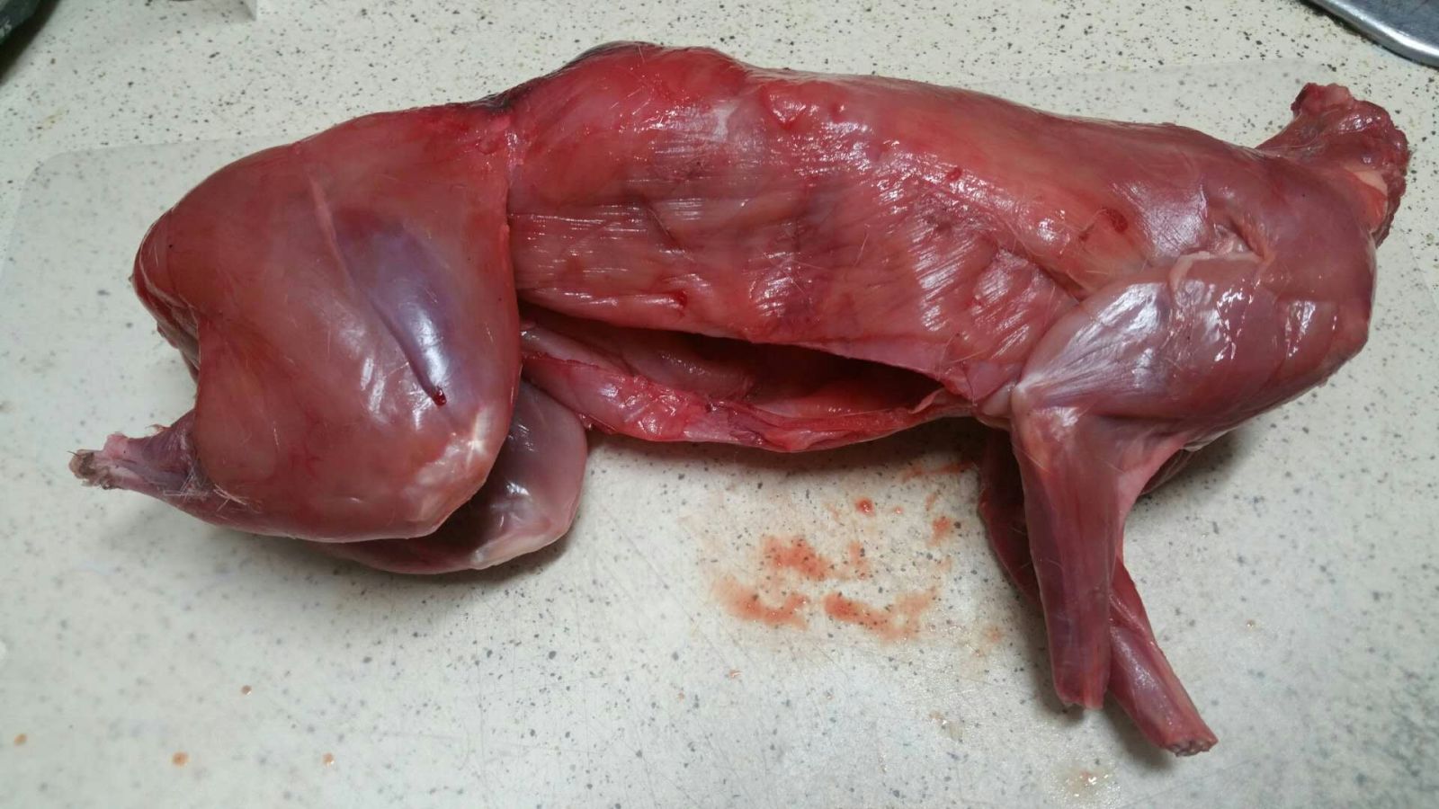 This_image_shows_a_rabbit